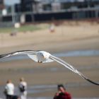 Möwe im Flug erwischt