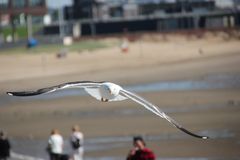 Möwe im Flug erwischt