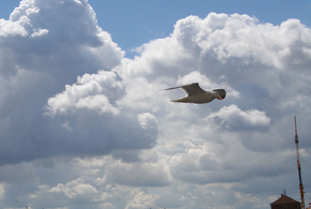 Möwe im Flug erwischt