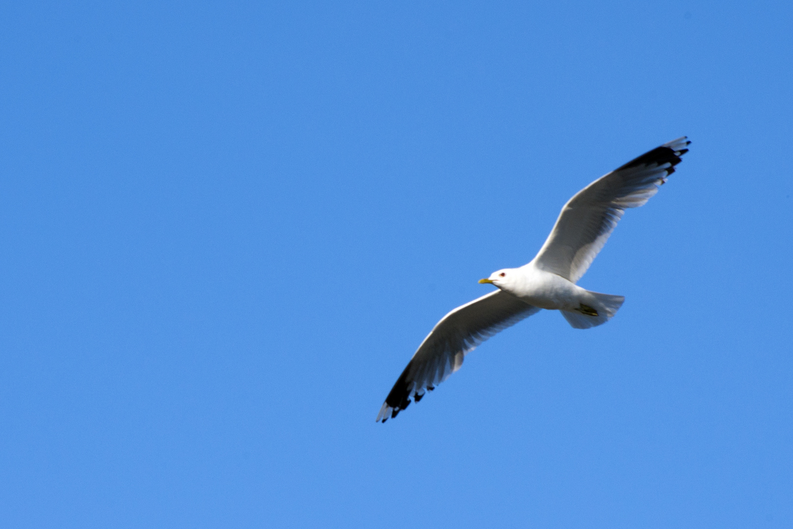 Möwe im Flug