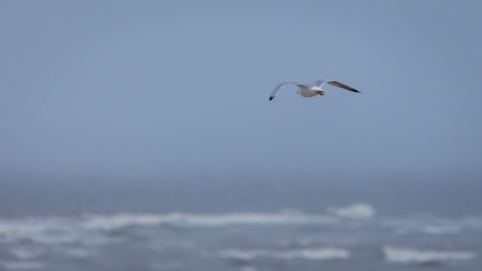 Möwe im Flug