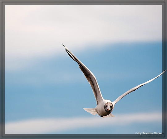 Möwe im Flug