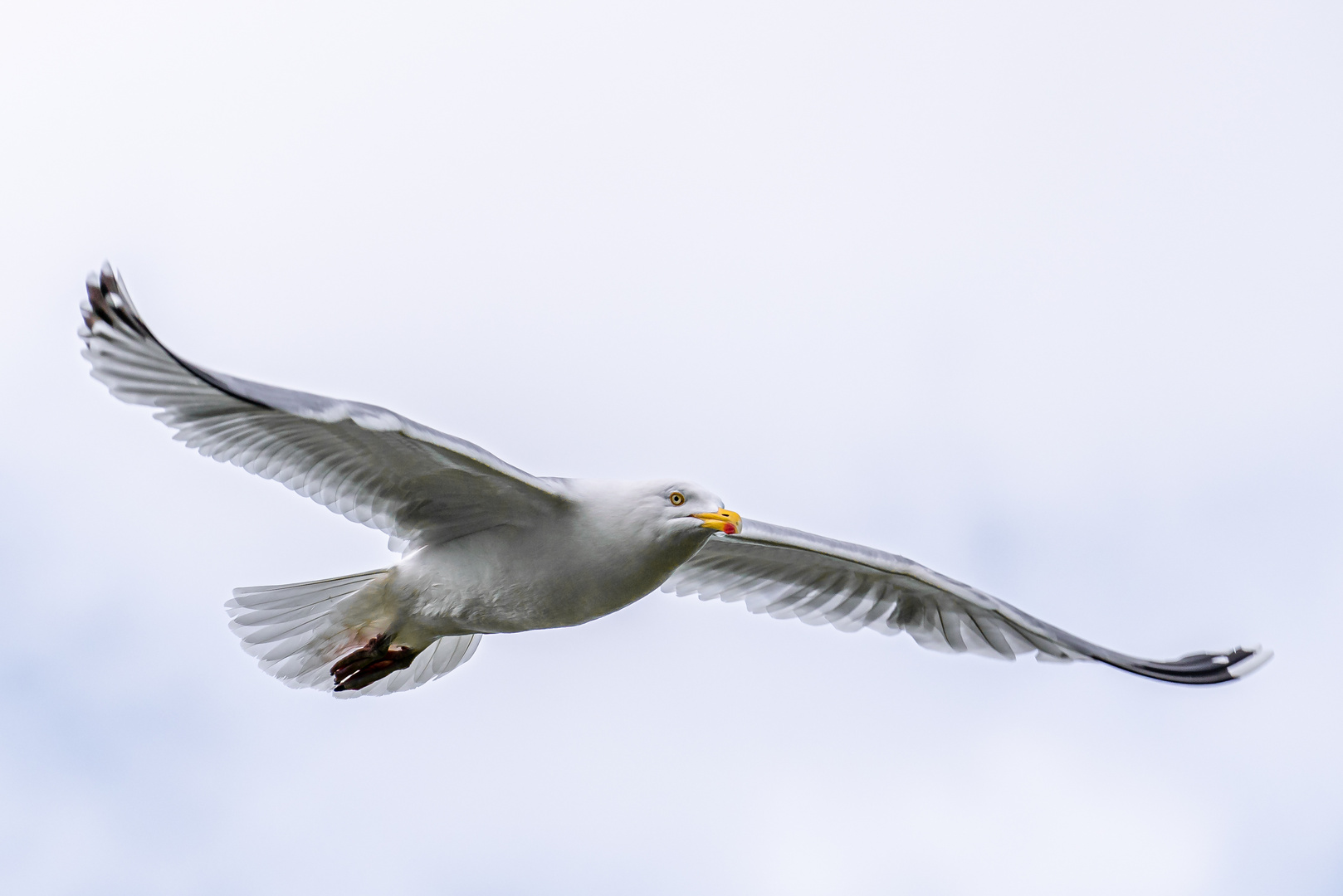 Möwe im Flug