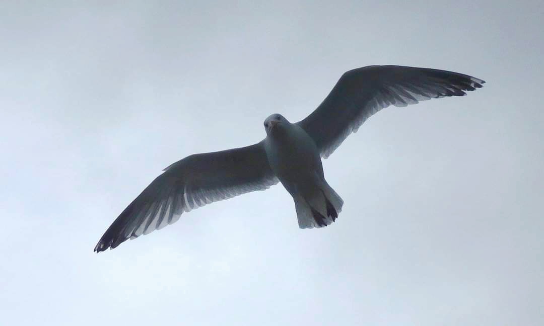 Möwe im Flug