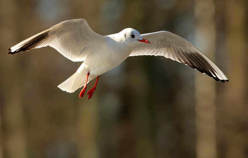 Möwe im Flug