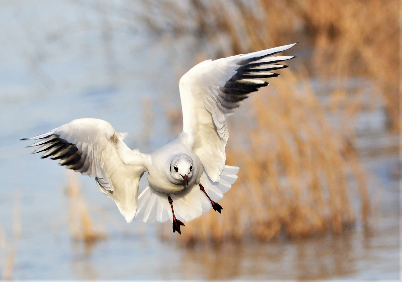 MÖWE Im FLUG