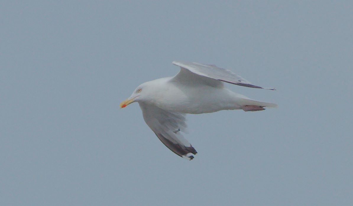 Möwe im Flug