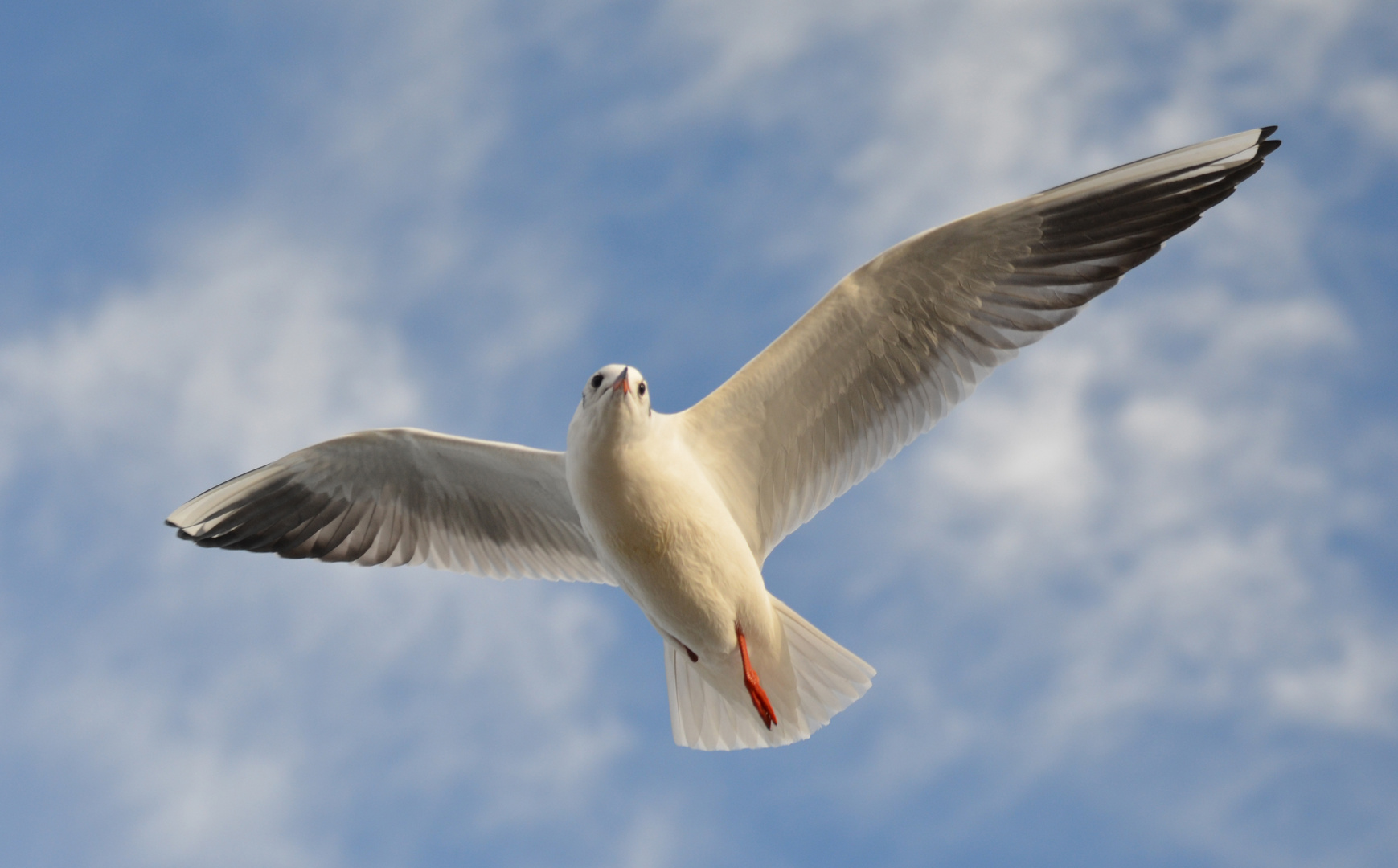 Möwe im Flug