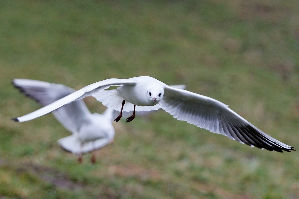 Möwe im Flug II