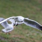 Möwe im Flug II