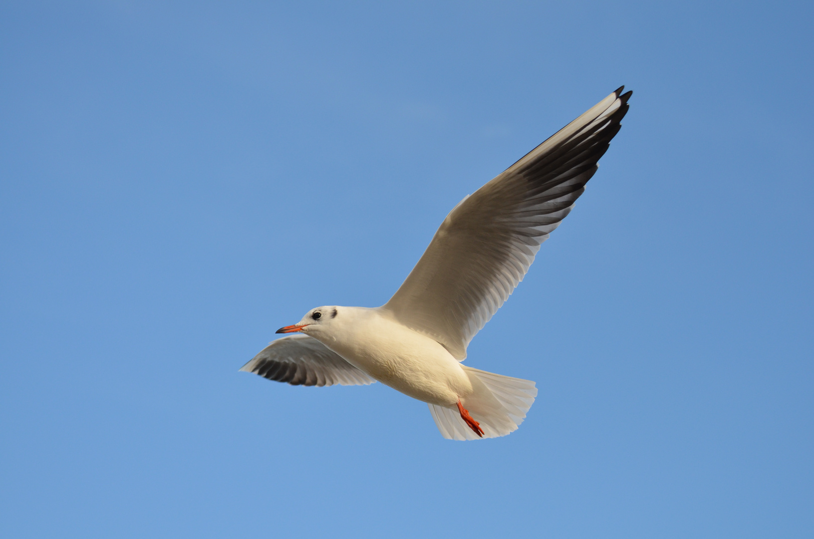 Möwe im Flug II