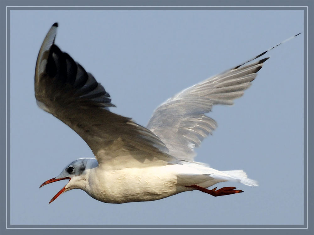 Möwe im Flug II