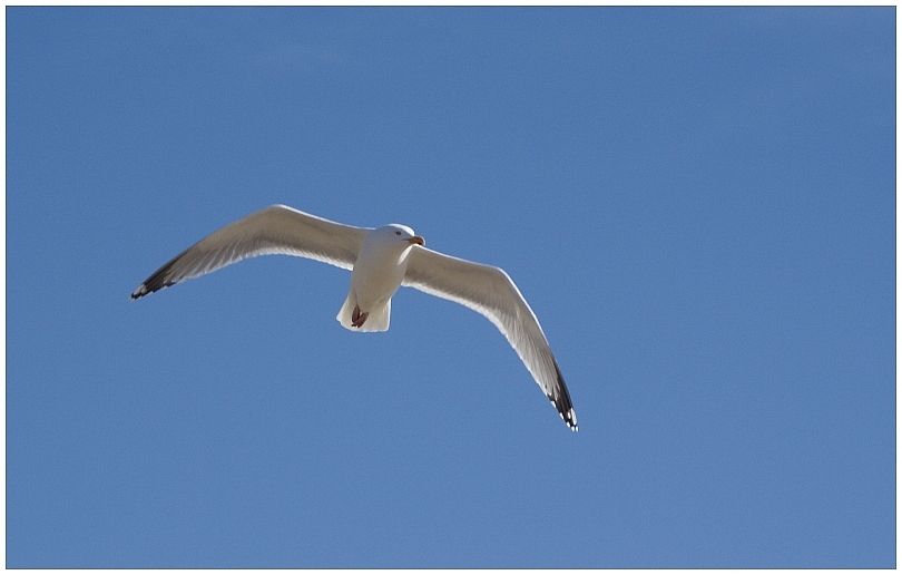 Möwe im Flug II