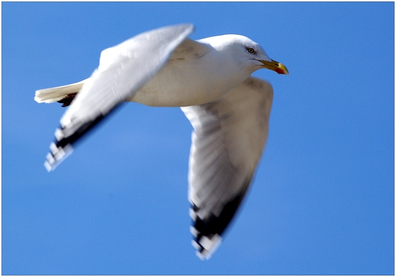 Möwe im Flug III