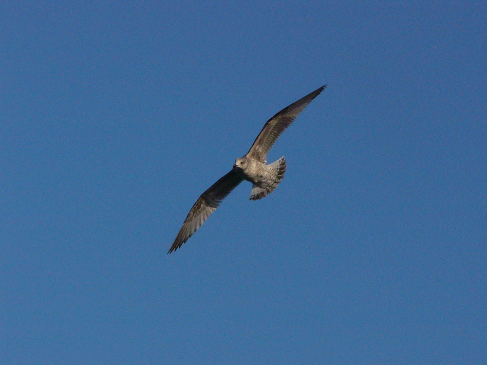 Möwe im Flug mit eingezogenen Füßen