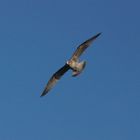 Möwe im Flug mit eingezogenen Füßen