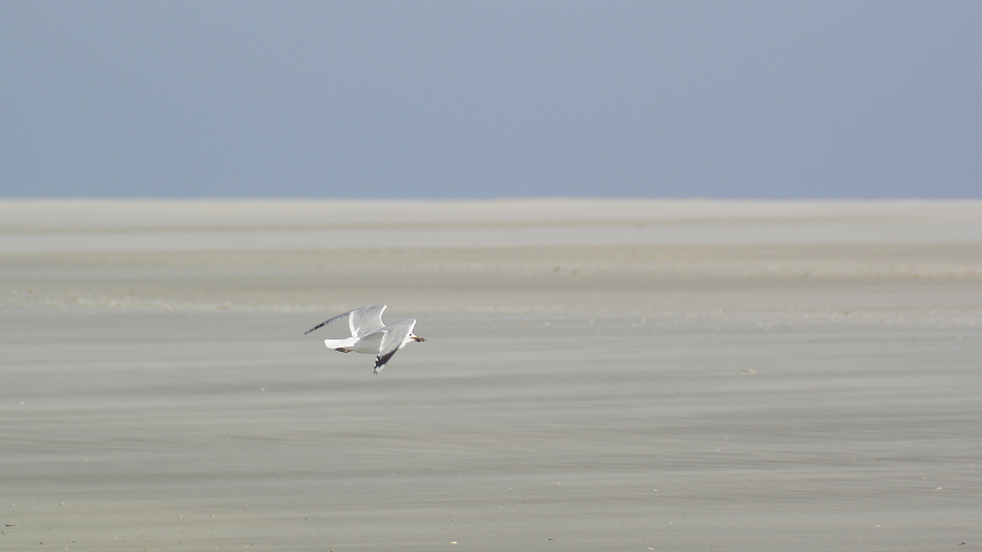 Möwe im Flug mit Pfahlmuschel im Schnabel