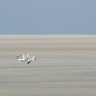 Möwe im Flug mit Pfahlmuschel im Schnabel