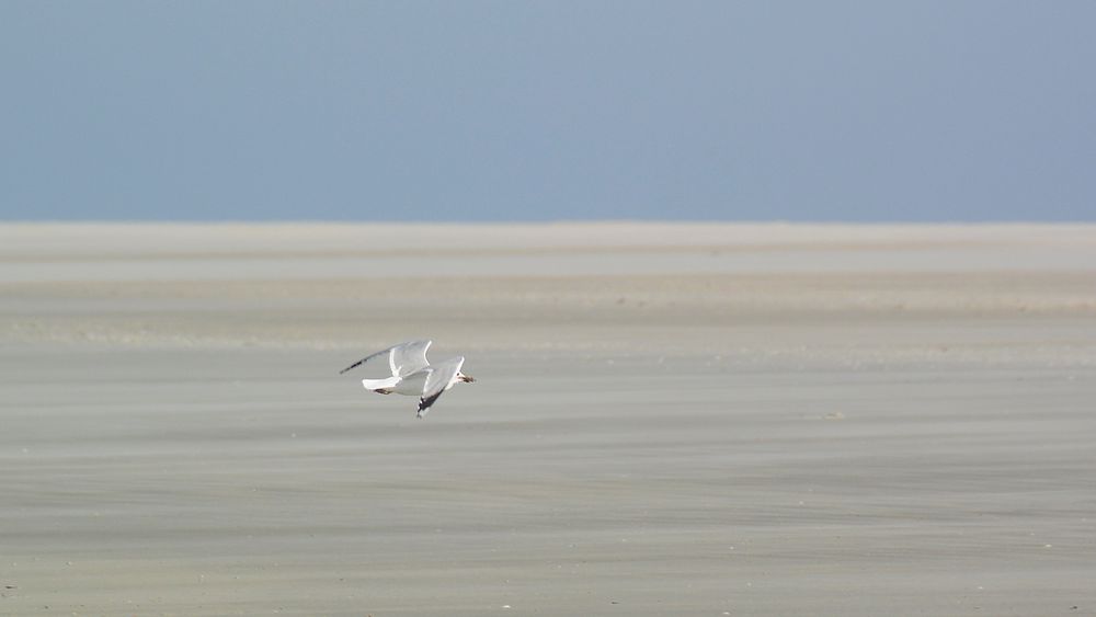 Möwe im Flug mit Pfahlmuschel im Schnabel