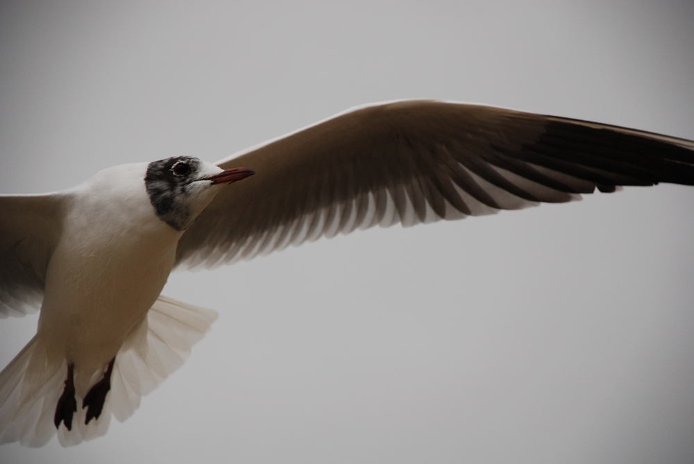 Möwe im Flug - Ostsee, Kühlungsborn