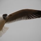 Möwe im Flug - Ostsee, Kühlungsborn