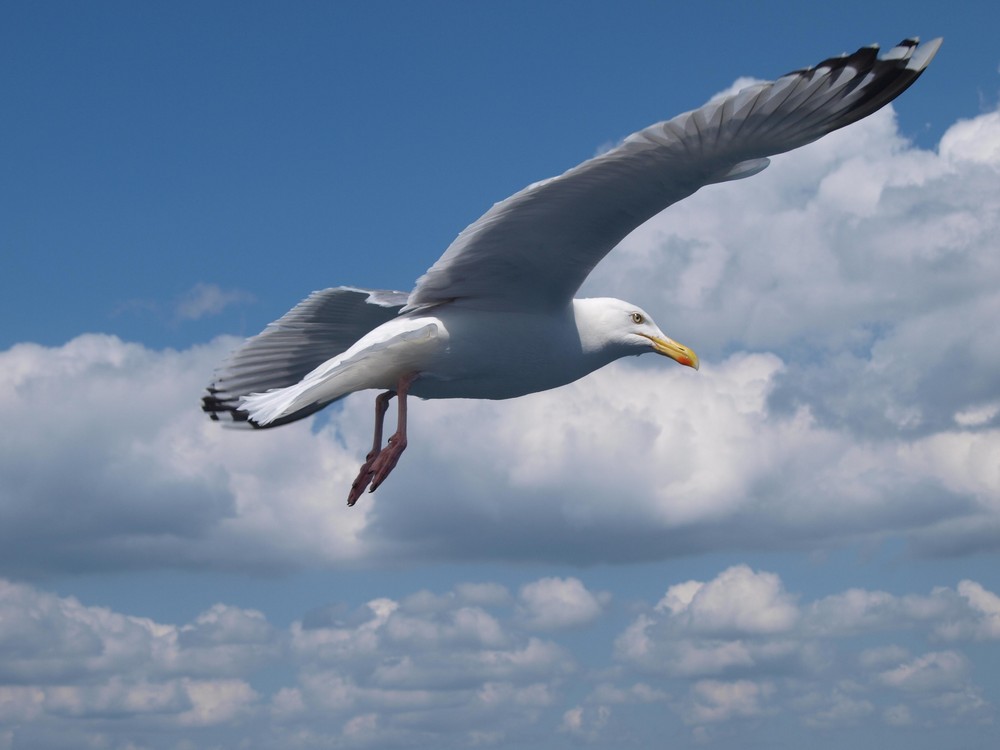 Möwe im Flug über die Ostsee Foto & Bild | tiere, wildlife, wild