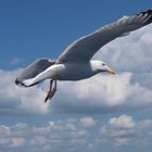 Möwe im Flug über die Ostsee