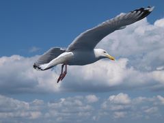 Möwe im Flug über die Ostsee