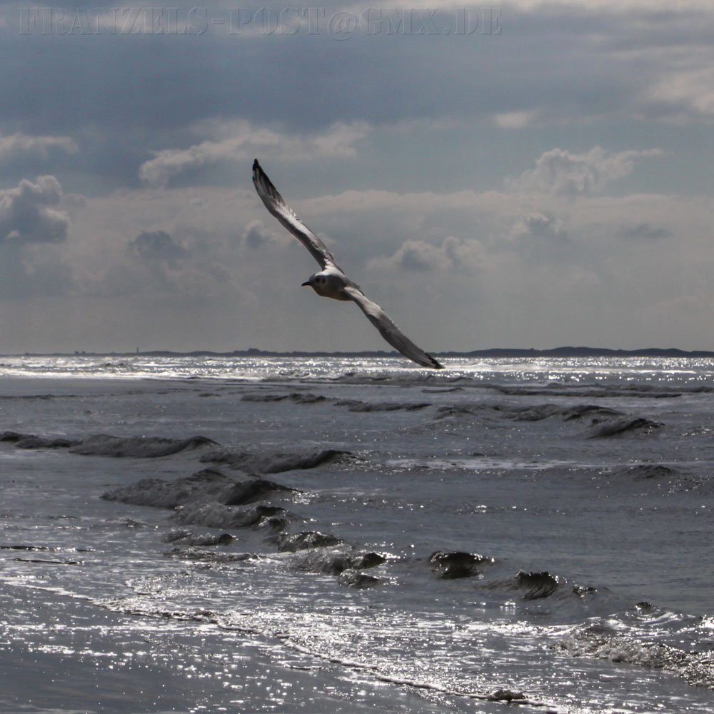 Möwe im Flug überarbeitet