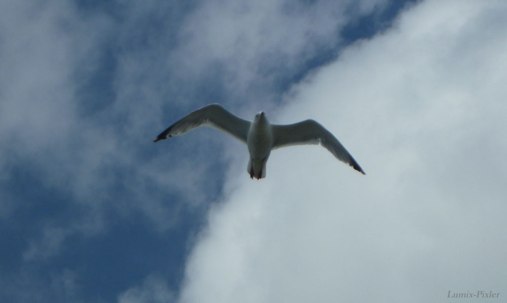 Möwe im Flug_1