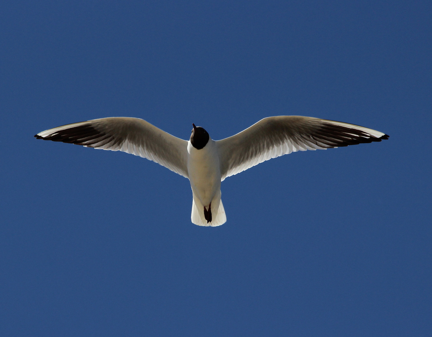 Möwe im Fluge