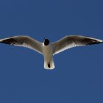 Möwe im Fluge