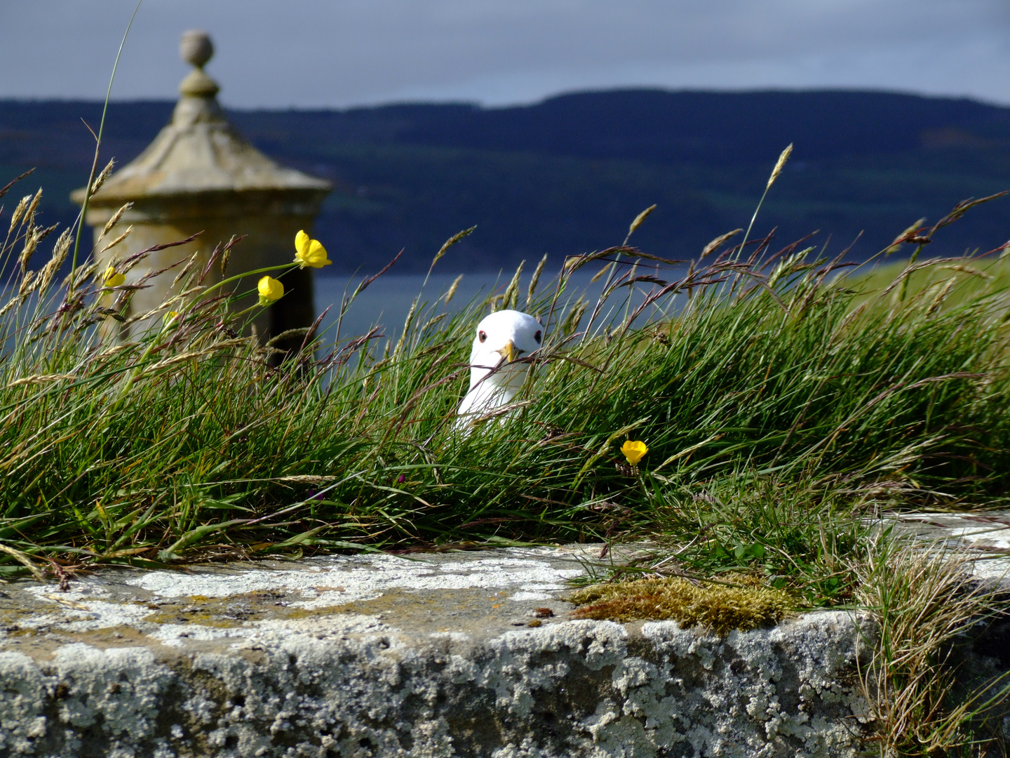 Möwe im Fort George - Schottland