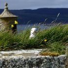 Möwe im Fort George - Schottland