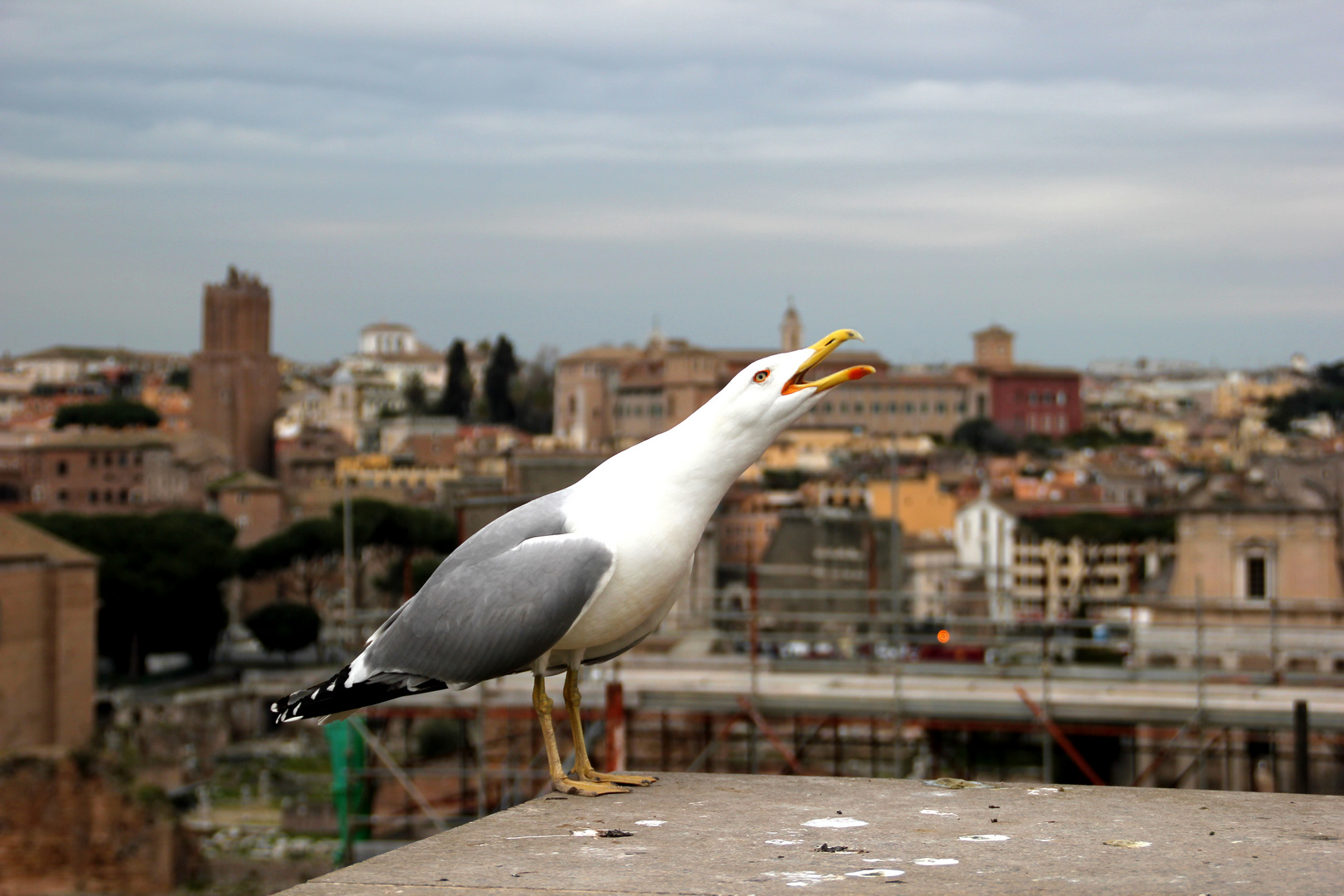 Möwe im Forum Romanum