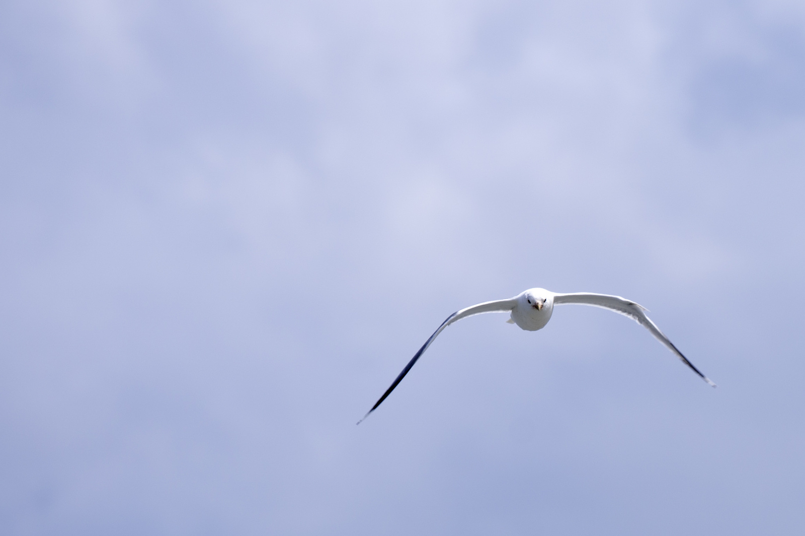 Möwe im Freiflug