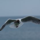 Möwe im Fressanflug