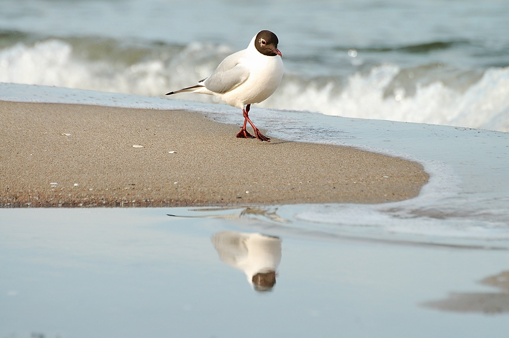 Möwe im Frühling an der Ostsee