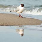 Möwe im Frühling an der Ostsee