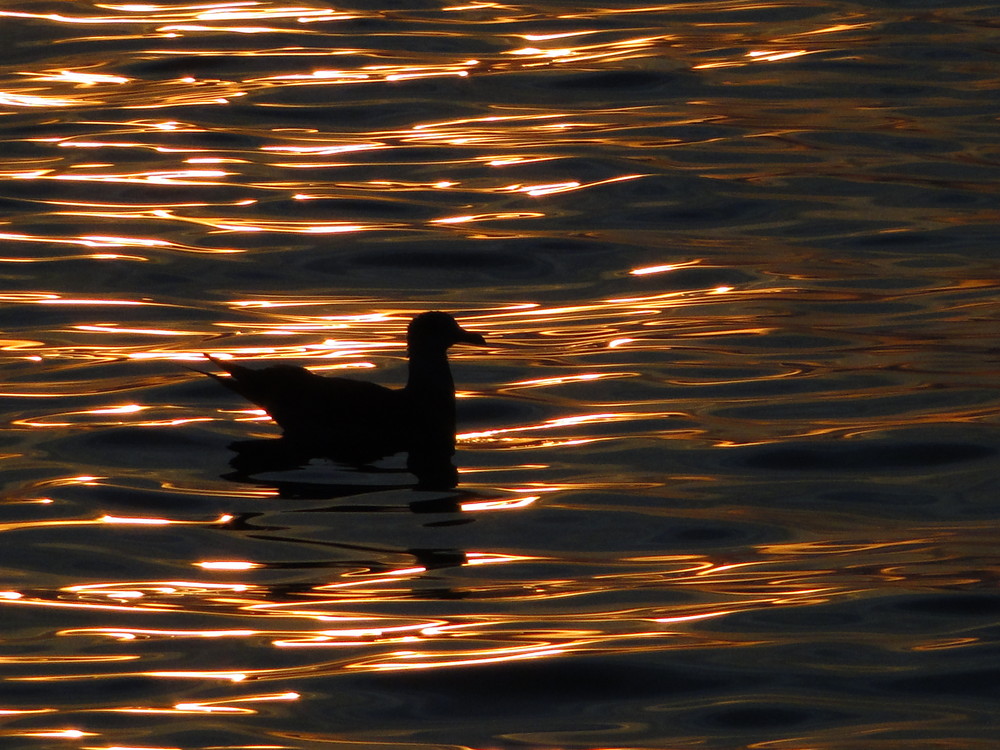 Möwe im Funkeln der Abendsonne