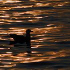 Möwe im Funkeln der Abendsonne