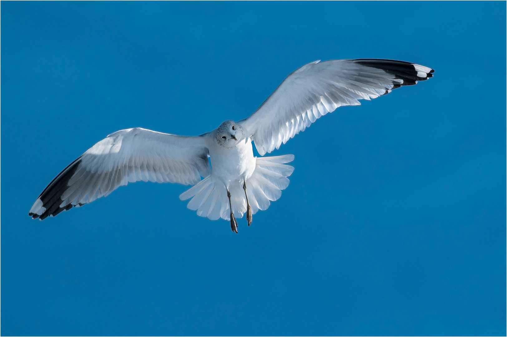 Möwe im Gegenlicht