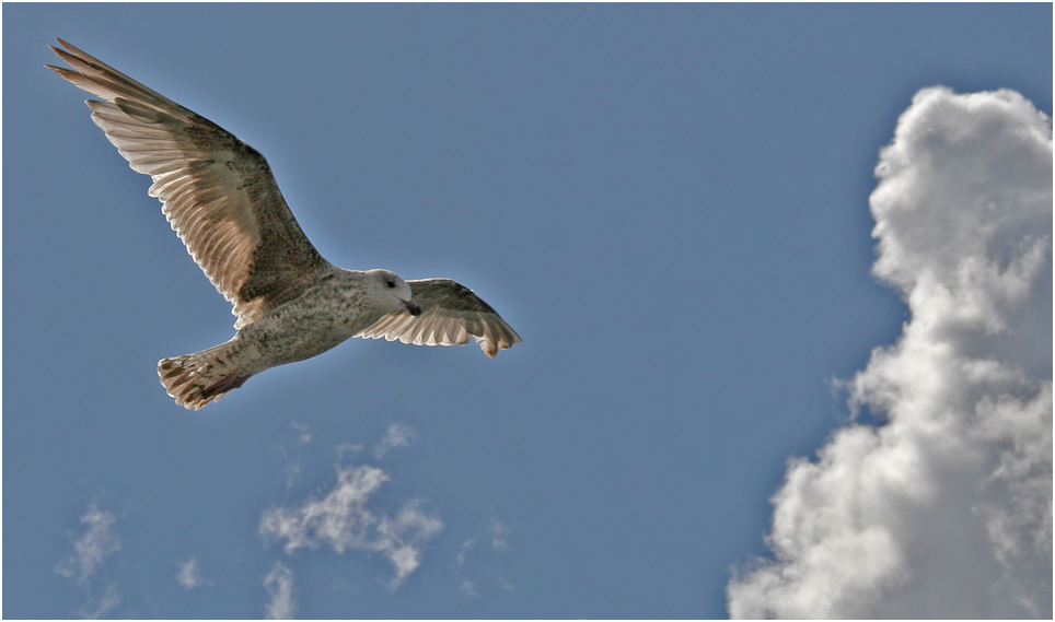 Möwe im Gegenlicht