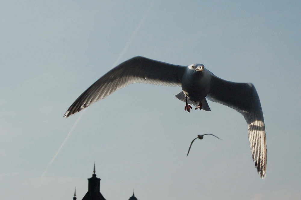 Möwe im Gegenlicht