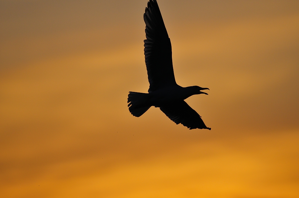 Möwe im Gegenlicht