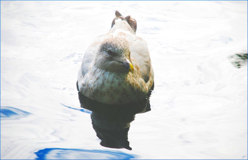 Möwe im Gegenlicht