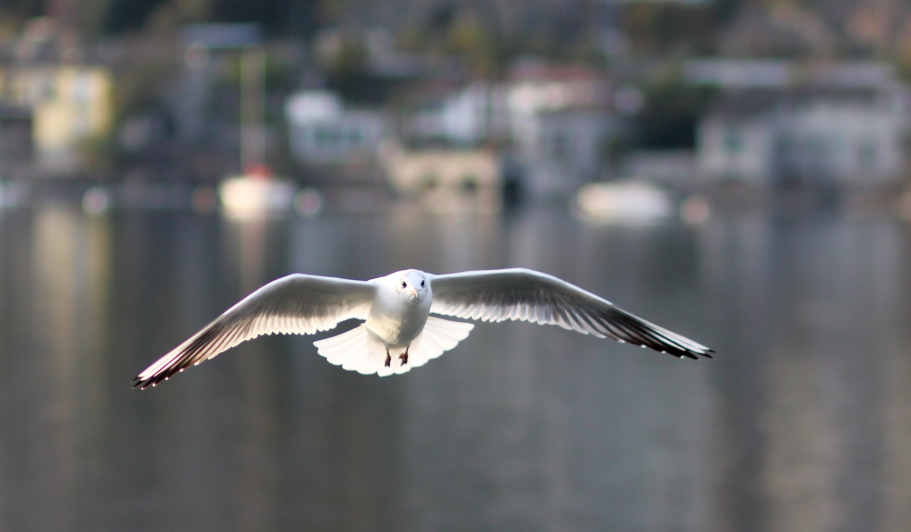 Möwe im Gegenlicht