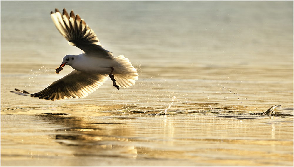 Möwe im Gegenlicht