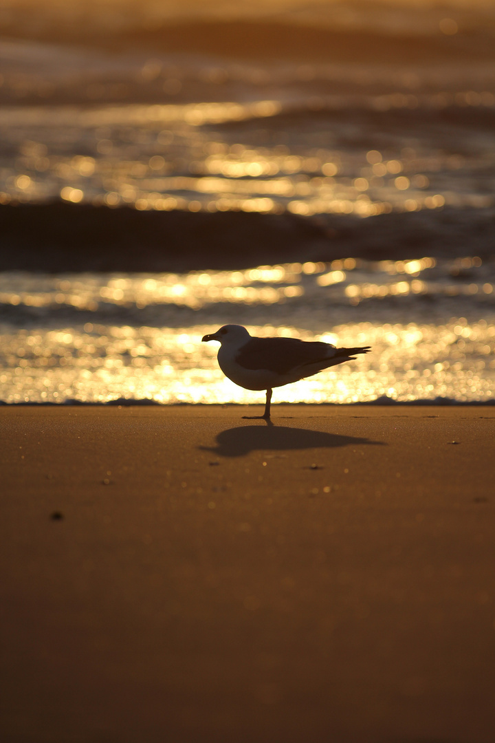 Möwe im Gegenlicht