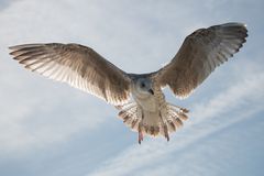 Möwe im Gegenlicht